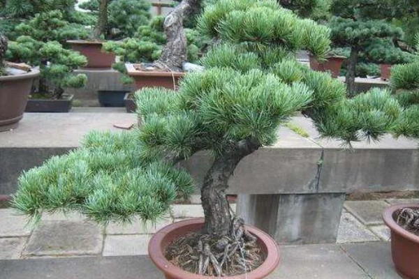 雪松是被子还是裸子植物,雪松是裸子植物