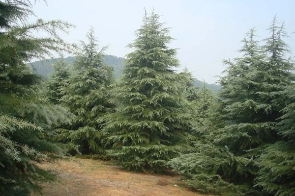 雪松是被子还是裸子植物,雪松是裸子植物
