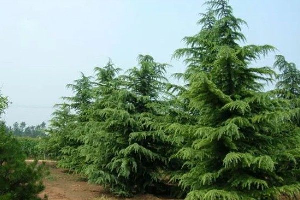 雪松是被子还是裸子植物,雪松是裸子植物