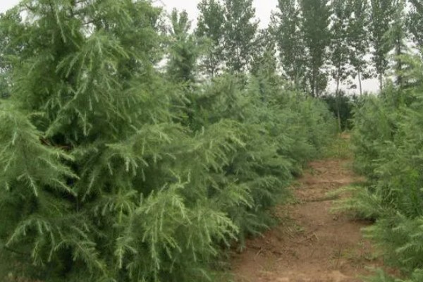 雪松是被子还是裸子植物,雪松是裸子植物