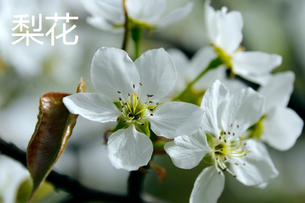 梨花和樱花有什么区别,前者是梨树的花朵、后者是樱树的花朵