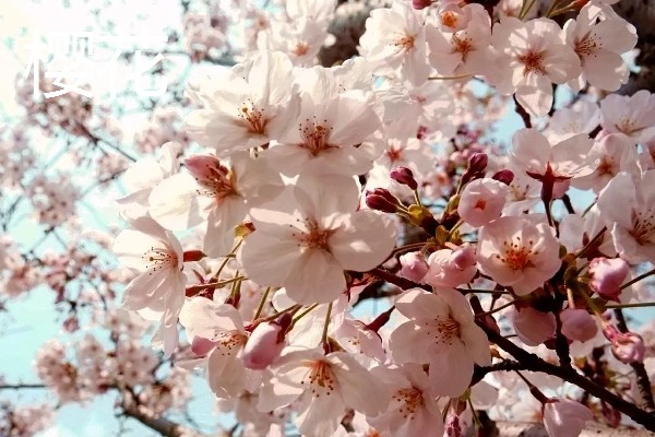 梨花和樱花有什么区别,前者是梨树的花朵、后者是樱树的花朵