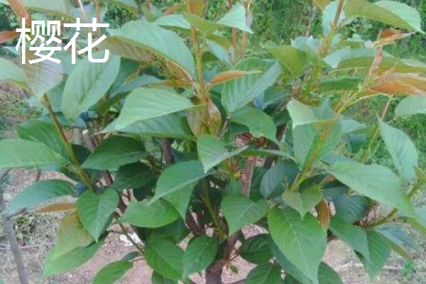梨花和樱花有什么区别,前者是梨树的花朵、后者是樱树的花朵