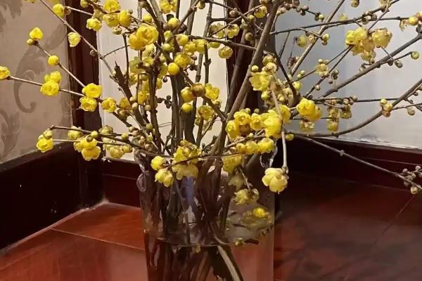 水梅花怎么水培,每隔2-3天换一次水