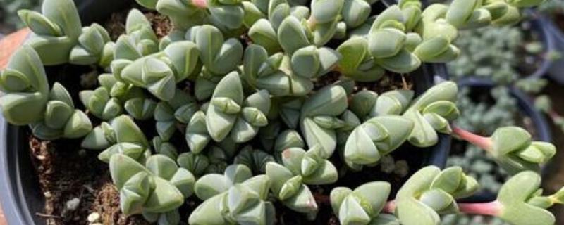 能开花的多肉植物，有碧玉莲、白凤菊等