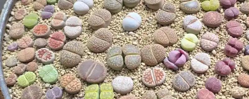 让生石花快速生长的方法，平时要确保光照充足