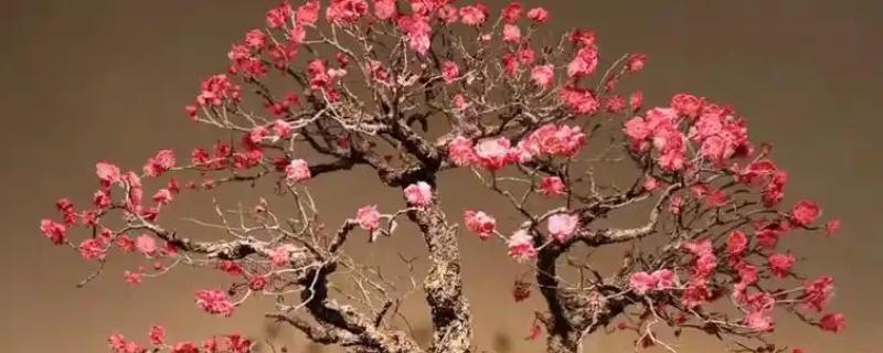 刚买的红梅盆栽如何养殖，可每隔一个星期浇一次水