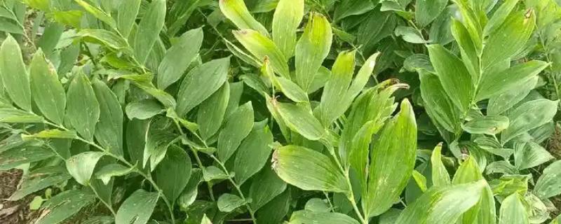 玉竹是哪种植物，是百合科多年生草本植物