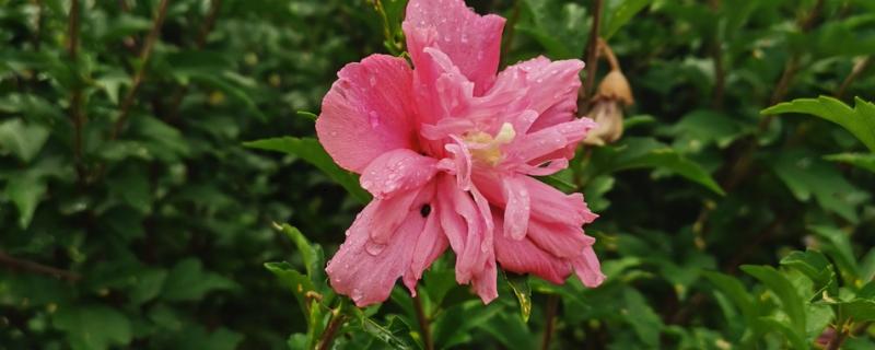 木槿花的花语，寓意生生不息、永恒美丽等