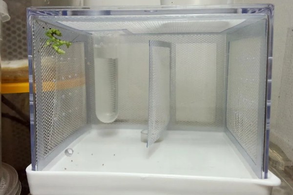 蜻蜓怎么养不会死,每天要给蜻蜓更换一次清水