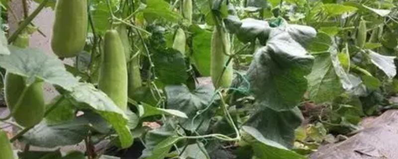 羊角蜜甜瓜的管理技术，在采收前1周左右停止水肥工作