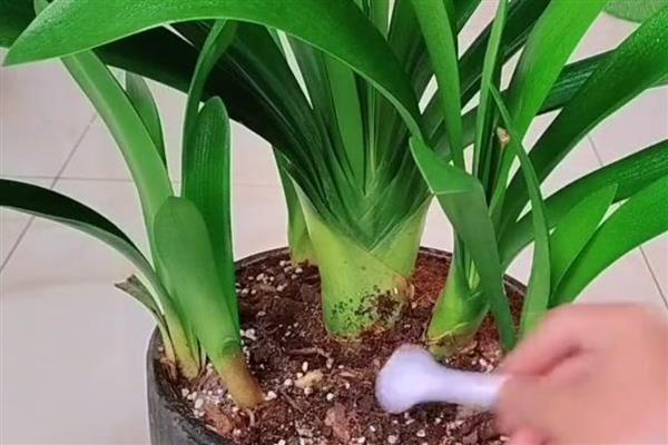 骨粉养花的作用,可加快开花速度、让花色更鲜艳