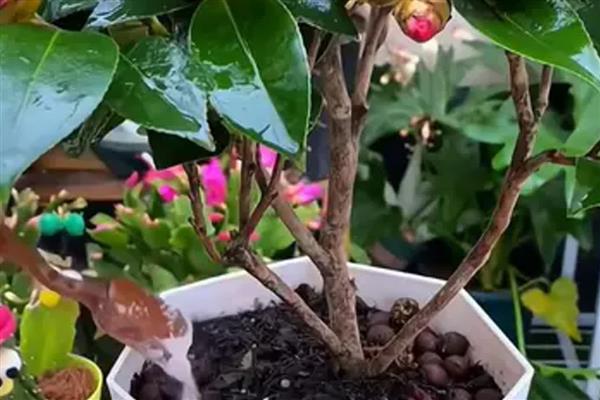 骨粉养花的作用,可加快开花速度、让花色更鲜艳