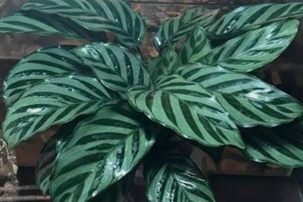 青莲竹芋一年可以开几次花,一年开一次花