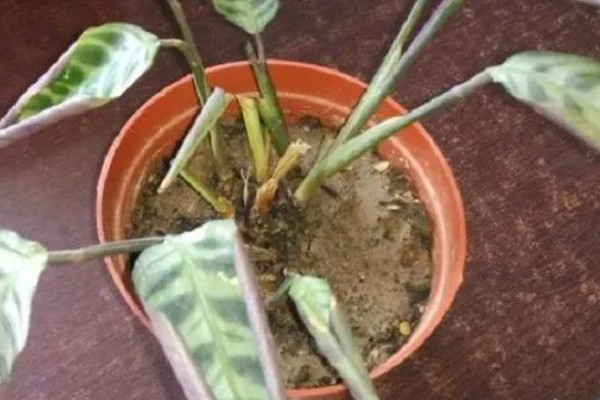 青莲竹芋一年可以开几次花,一年开一次花