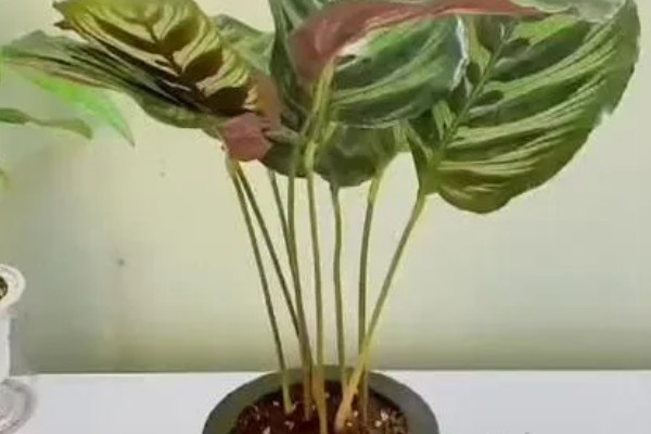 青莲竹芋一年可以开几次花,一年开一次花