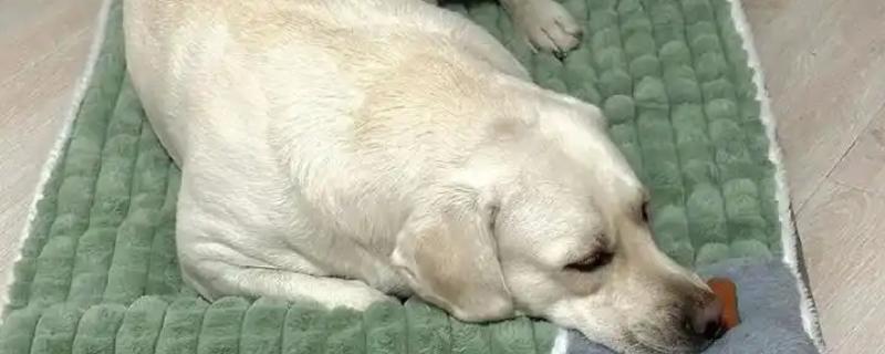 狗狗糖尿病怎么防治，平时多喂纤维含量高的食物