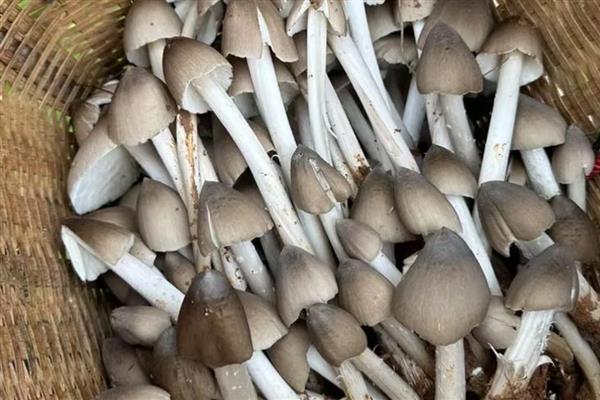 云南有什么食用菌，常见松茸、牛肝菌等品种