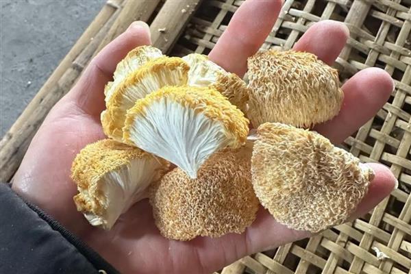 云南有什么食用菌，常见松茸、牛肝菌等品种