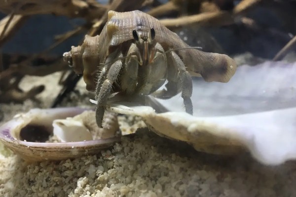 寄居蟹吃什么,以藻类、食物残渣等为食
