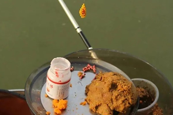 黑坑鲤鱼爱吃什么味型的饵料，根据鱼的体型而定
