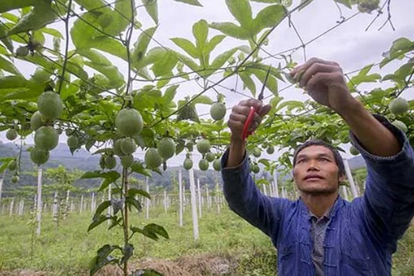 种百香果使用哪些肥料,开花坐果后以磷钾肥为主