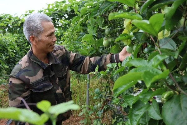 种百香果使用哪些肥料,开花坐果后以磷钾肥为主