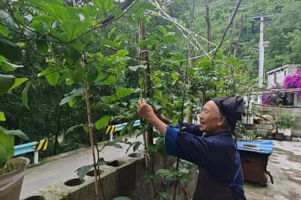 种百香果使用哪些肥料,开花坐果后以磷钾肥为主