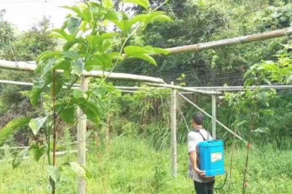 种百香果使用哪些肥料,开花坐果后以磷钾肥为主
