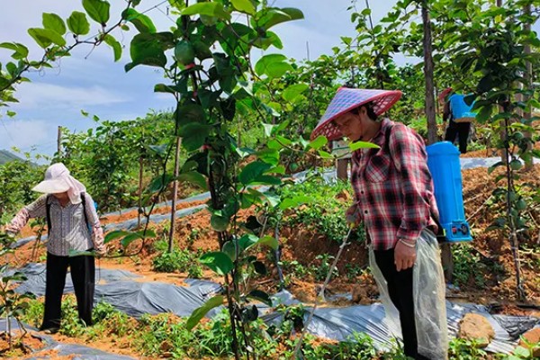种百香果使用哪些肥料,开花坐果后以磷钾肥为主