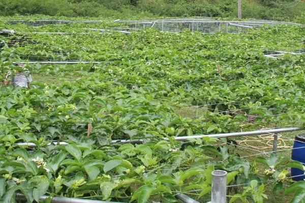 种百香果使用哪些肥料,开花坐果后以磷钾肥为主