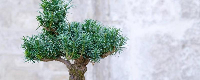 红豆杉叶子干枯怎么处理，喜欢在湿润的环境中生长