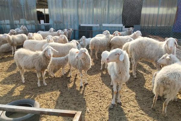 冬季养羊怎么防疫,养殖场和生产区门口都要设置消毒池