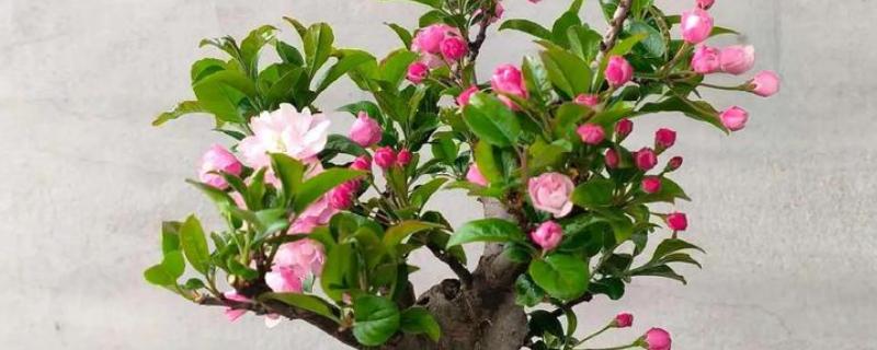 海棠树上有一片嫩叶卷起来的原因，可能是浇水过多所致