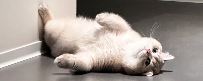 猫咪双排牙的危害，会让恒齿生长变得缓慢