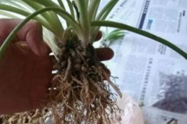 吊兰的水培方法,前期每隔2-3天换一次水