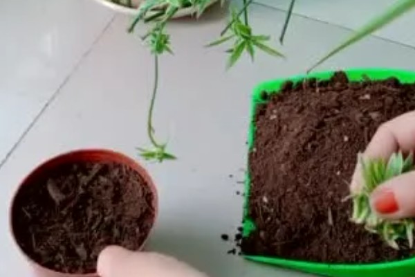 吊兰的水培方法,前期每隔2-3天换一次水