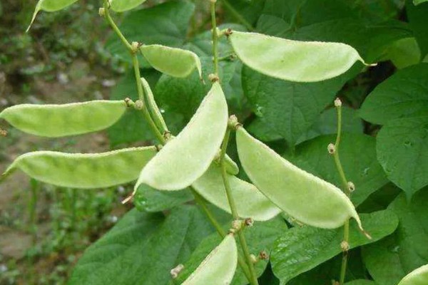 扁豆的简介,属于豆科、扁豆属藤本植物