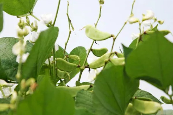 扁豆的简介,属于豆科、扁豆属藤本植物