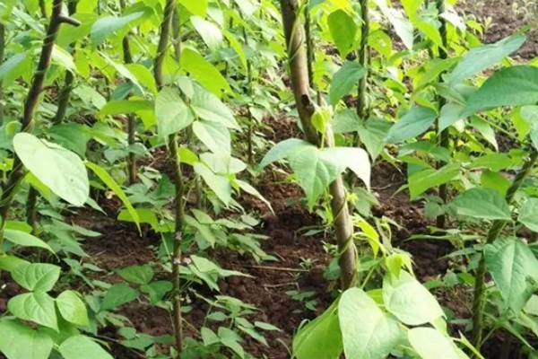扁豆的简介,属于豆科、扁豆属藤本植物