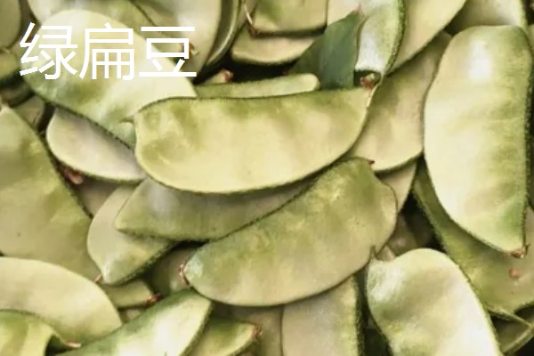 扁豆的简介,属于豆科、扁豆属藤本植物