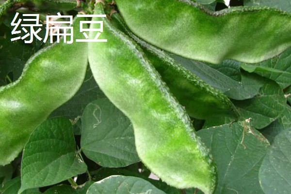 扁豆的简介,属于豆科、扁豆属藤本植物