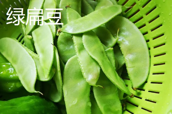 扁豆的简介,属于豆科、扁豆属藤本植物