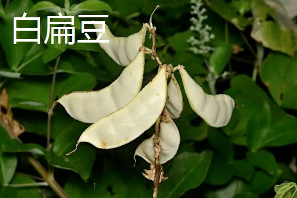 扁豆的简介,属于豆科、扁豆属藤本植物