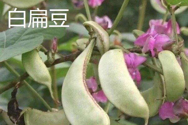 扁豆的简介,属于豆科、扁豆属藤本植物