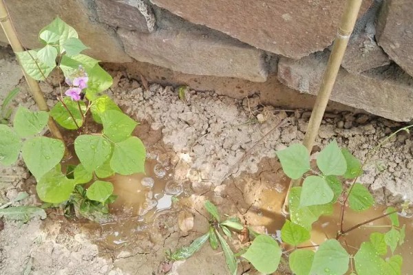扁豆的简介,属于豆科、扁豆属藤本植物