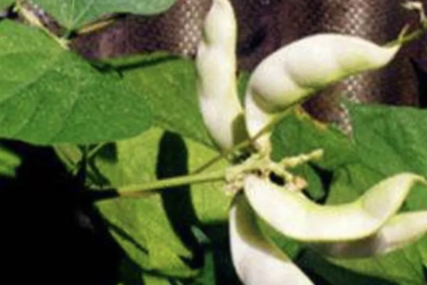 扁豆的简介,属于豆科、扁豆属藤本植物