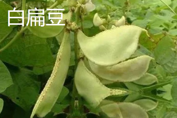 扁豆的简介,属于豆科、扁豆属藤本植物