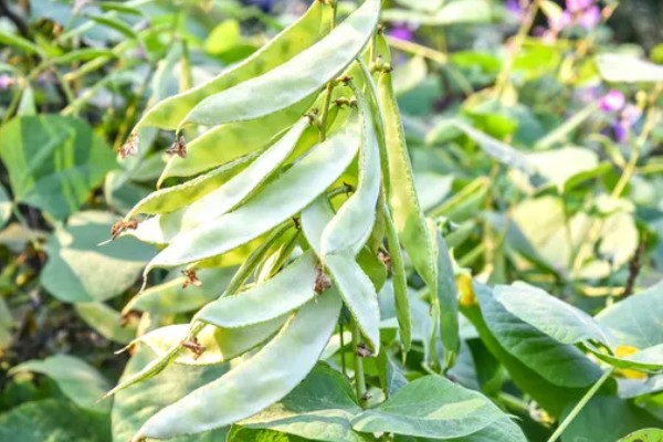 扁豆的简介,属于豆科、扁豆属藤本植物