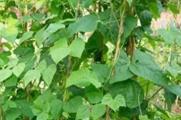 扁豆的简介,属于豆科、扁豆属藤本植物